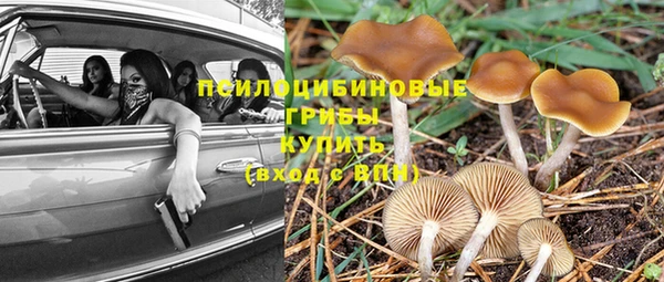 стафф Аркадак